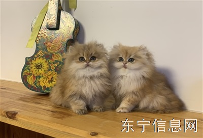 招聘猫舍饲养员