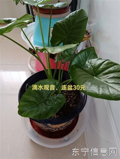 自家养各种花卉低价出售