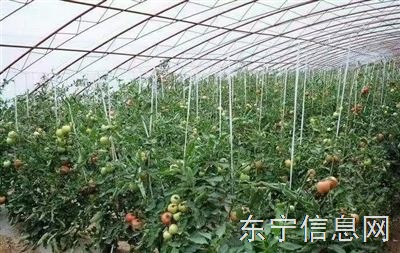 东宁菜二村菜地出租设备齐全 六个大棚一个温室联系电话：13504606390     