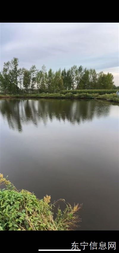 鱼池农家乐垂钓园三农直播基地对外出租(或谈合作)