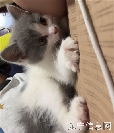 小猫找领养