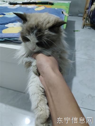 捡个海双布偶馨苑花园b区。
