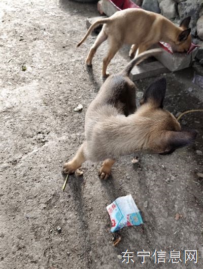 出售马犬幼崽