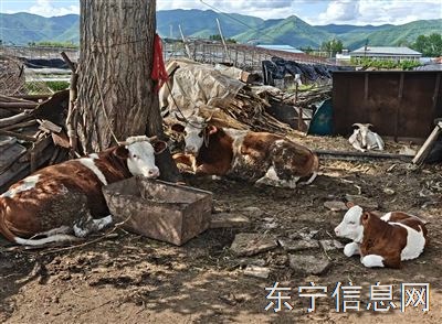 出售母牛三头