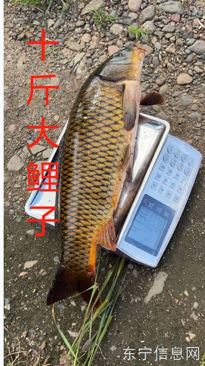 鱼池卖鱼（5年野生鱼塘）
