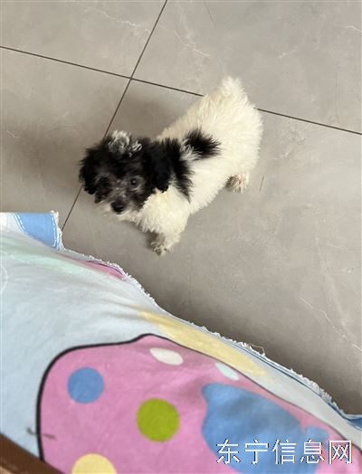 出售可爱狗狗