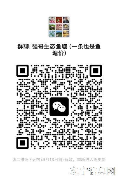 鱼塘卖鱼（5年）2000斤批发零售