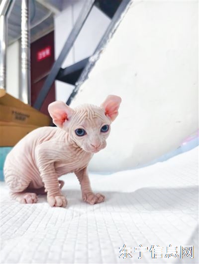 宠物出售