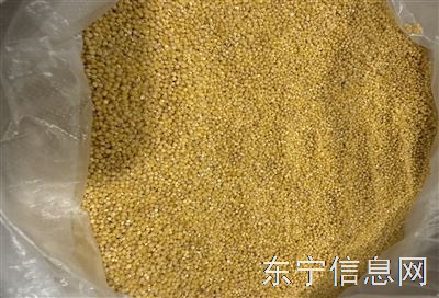 农村自种黄小米