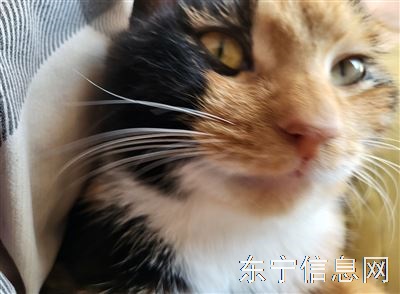 赠送两个小猫