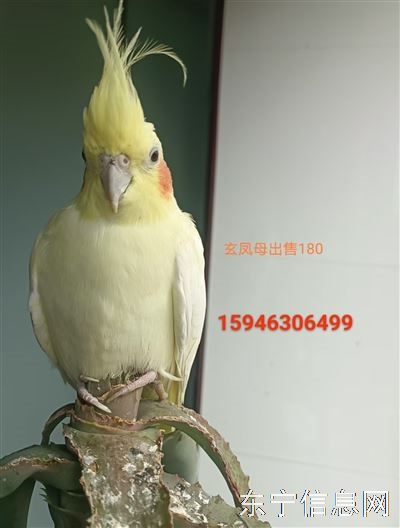 卖玄凤鹦鹉母