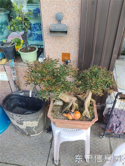 出售中高端盆景花卉