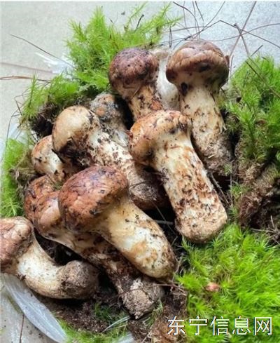 松茸零售批发（强哥山产品）