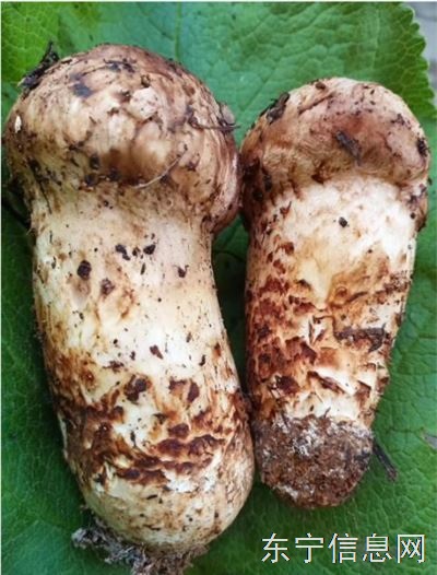 松茸零售批发（强哥山产品）