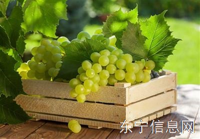 老金家葡萄采摘园