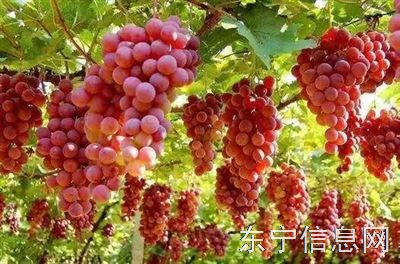 老金家葡萄采摘园