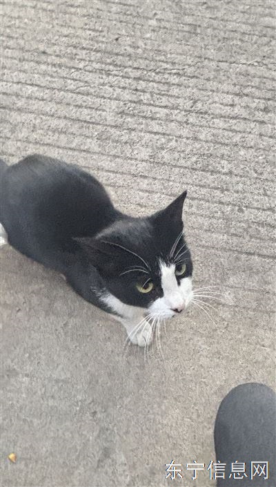 小猫咪找领养